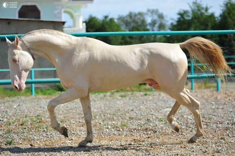 Самая красивая лошадь в мире