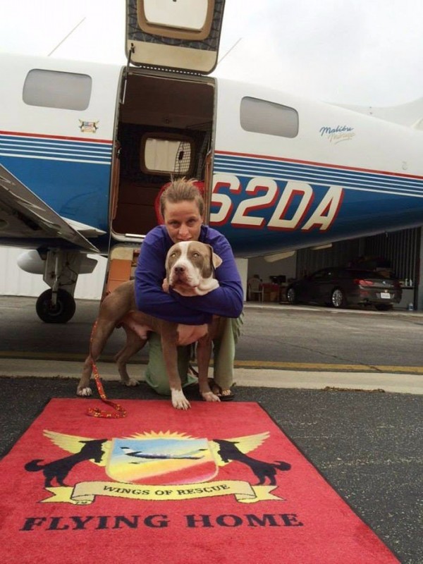 Пилоты спасают собак от эвтаназии