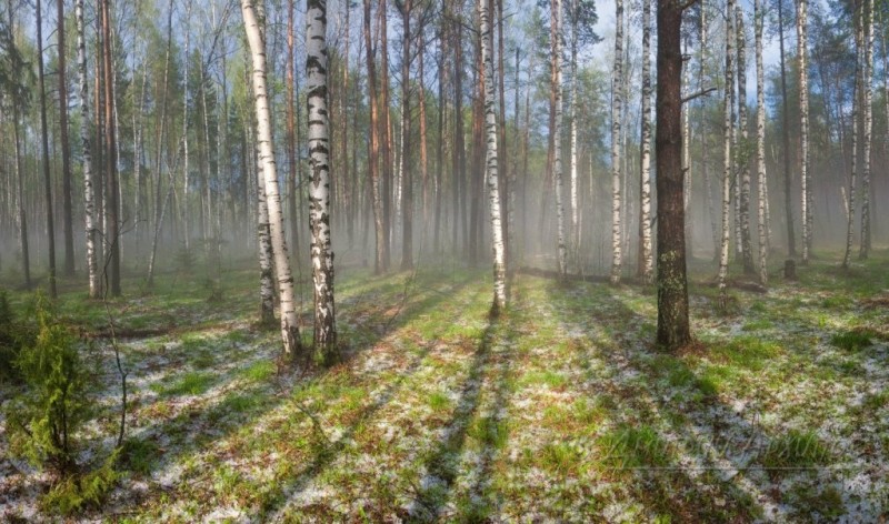 Весенний лес после грозы.