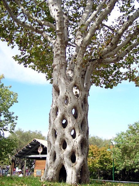 Скульптуры из деревьев Алекса Эрландсона