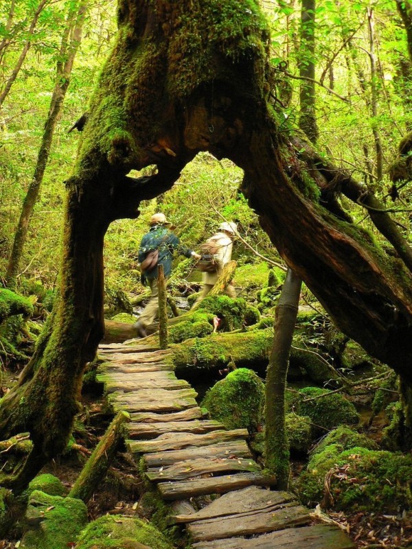 Якусима - японский остров, покрытый лесами