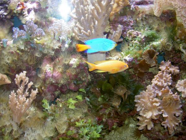 Рассказы от наших подписчиков. Морской музей в Клайпеде Рассказы от наших подписчиков. Морской музей в Клайпеде