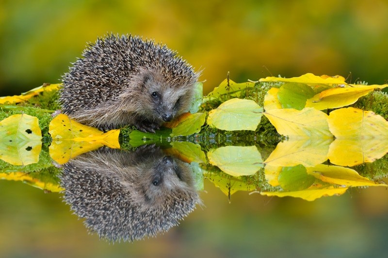 Позитив от фотографа Edwin Kats