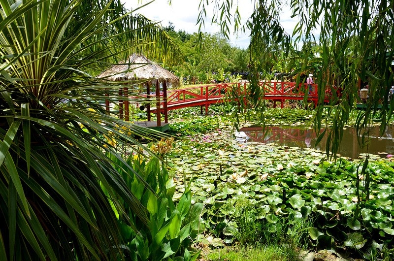 Водный сад лотосов