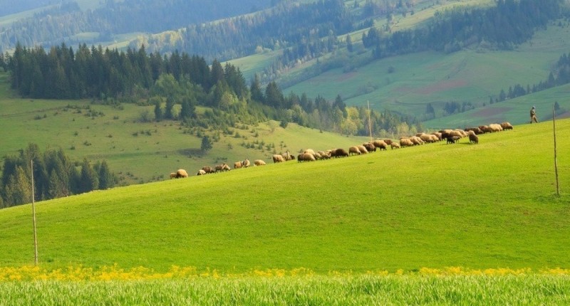 Деревенские пейзажи в Карпатах, которым радуется душа