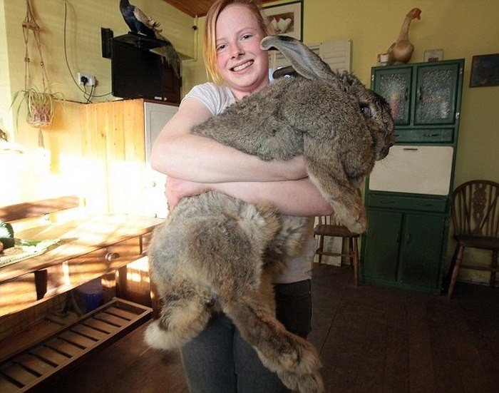 Ральф - самый большой кролик в мире