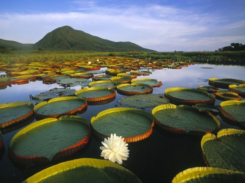 Сезонные болота Пантанал