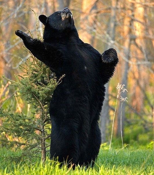 Необычные моменты из жизни медведей