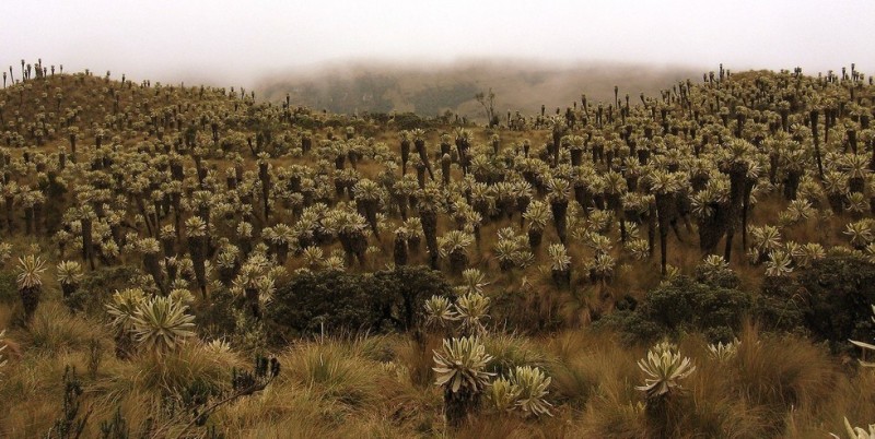 Неотропические пейзажи деревни Эль Ангел (Эквадор)