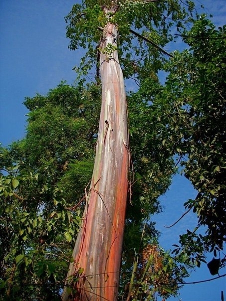 Радужный эвкалипт - самое красочное дерево на Земле