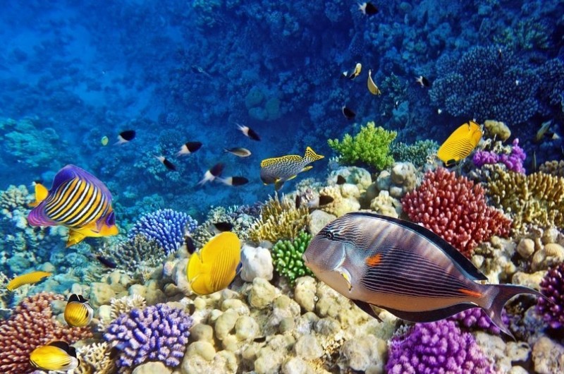 Красное море Красное море
