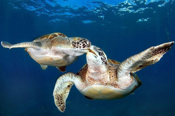Синхронное плавание черепах