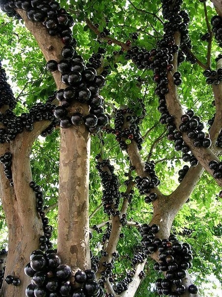 Виноград на дереве