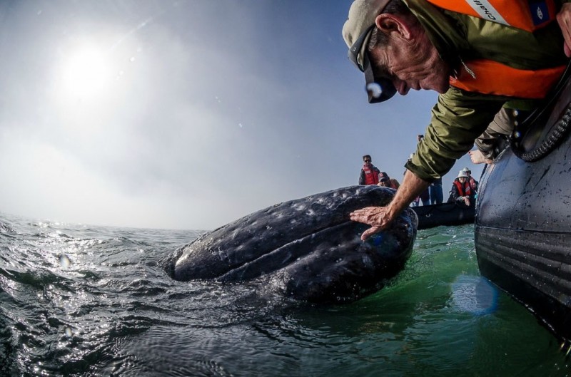 Встреча с китами у берегов Мексики