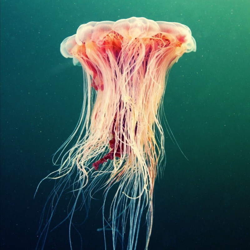Невероятные фотографии подводного мира от фотографа и морского биолога Александра Семенова.