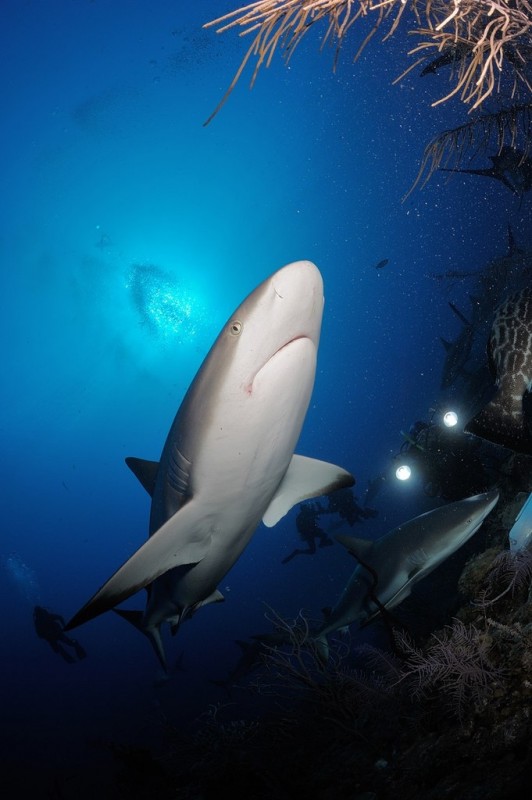 Куба. Карибские рифовые акулы