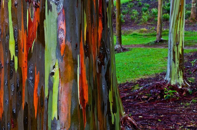 Радужный эвкалипт (Eucalyptus deglupta)