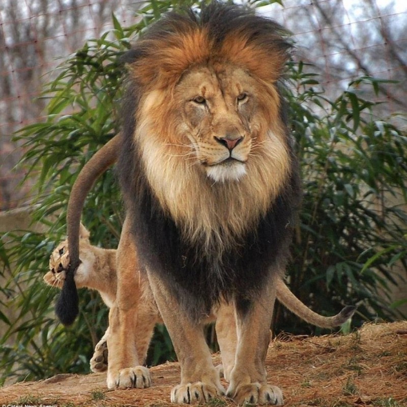 Львица показала льву, «кто в доме хозяин»