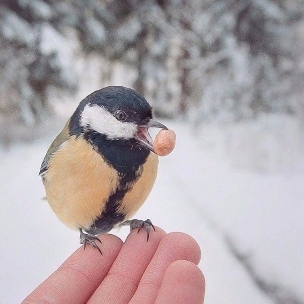 10 снимков фотографа, с которым дружат животные.