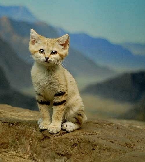 Барханная кошка Барханная кошка