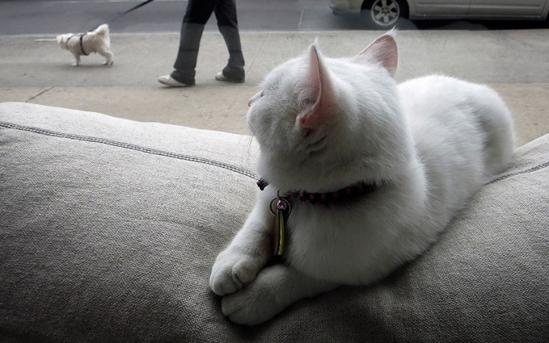 Кото-кафе в Нью-Йорке Кото-кафе в Нью-Йорке