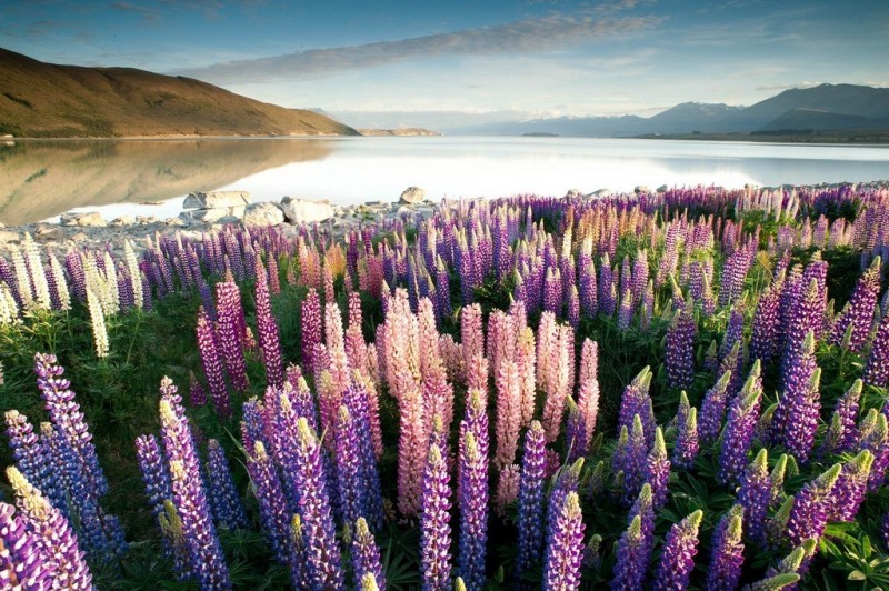 Цветение люпинов на озере Текапо, Новая Зеландия
