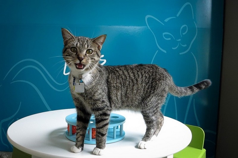 Кото-кафе в Нью-Йорке Кото-кафе в Нью-Йорке
