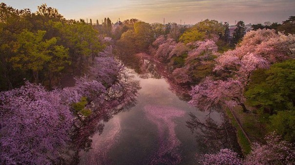 Цветение сакуры в токийском Парке Инокасира.