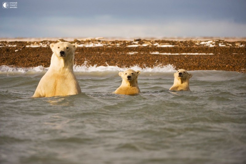 Любопытные белые медведи на Аляске
