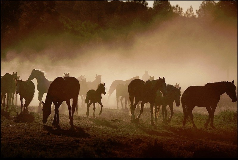 Прекрасные фотографии лошадей