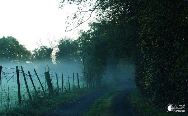 Туманное утро в лесах графства Кент в регионе Юго-Восточная Англия на берегу Ла-Манша.