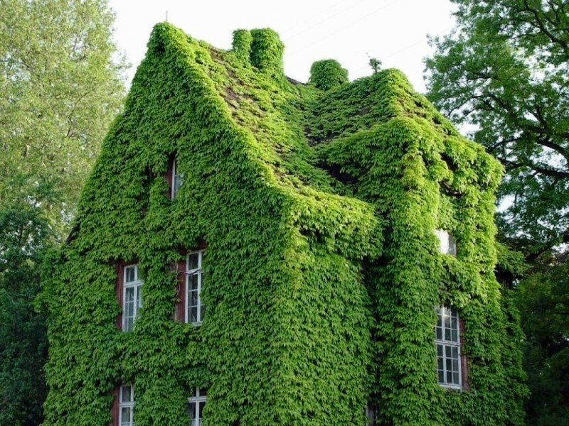 Дома, утопающие в зелени