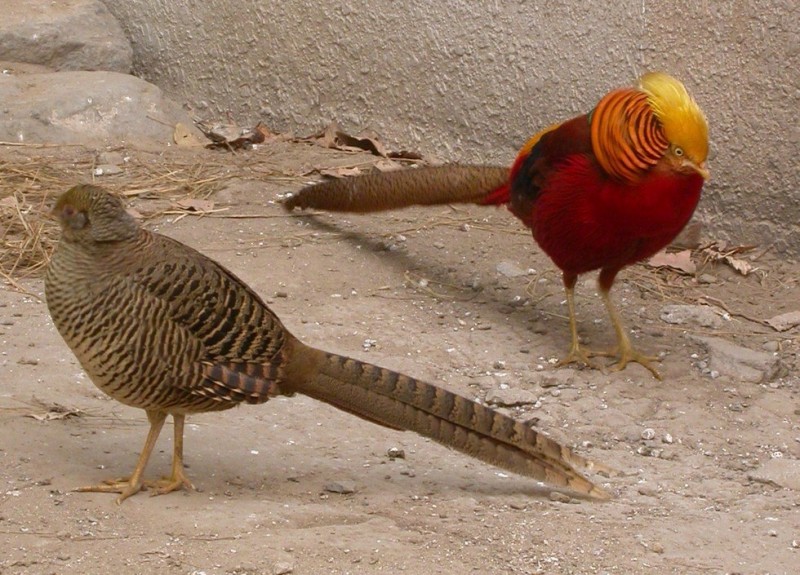 Золотой фазан: яркая и красочная птица из Китая 5