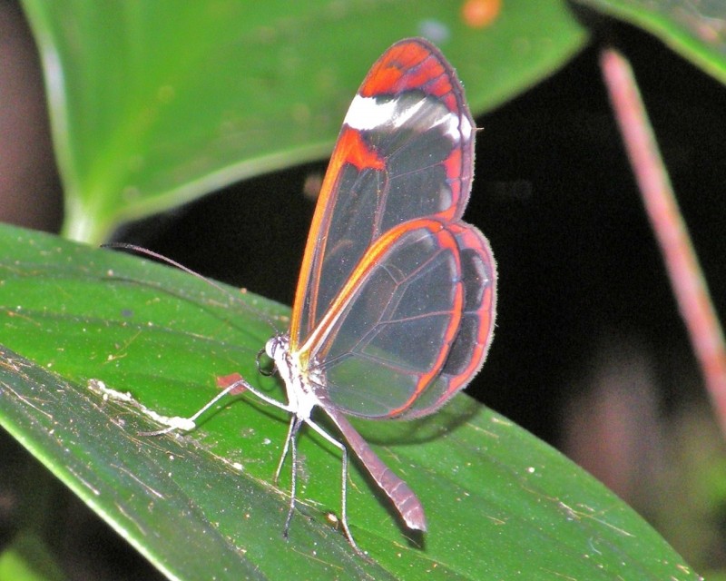 Невероятные бабочки с прозрачными крыльями