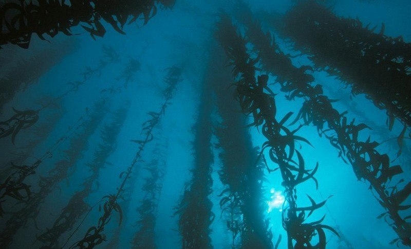 Подводные леса