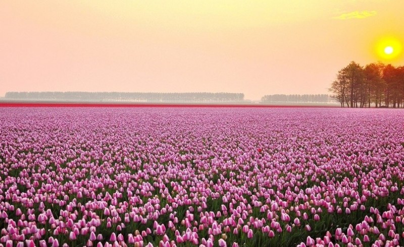 Поля тюльпанов, Нидерланды.