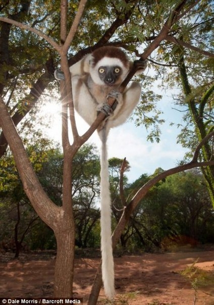 Прыгающие лемуры Мадагаскара