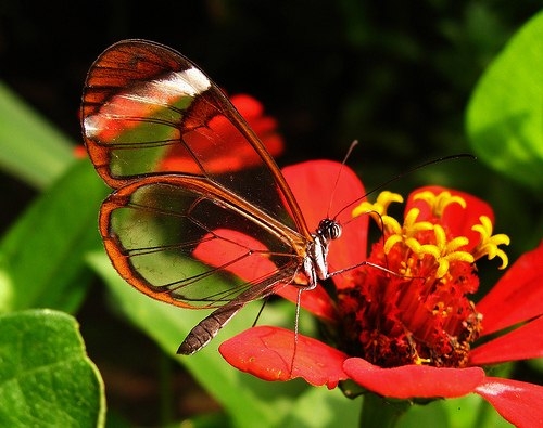 Невероятные бабочки с прозрачными крыльями