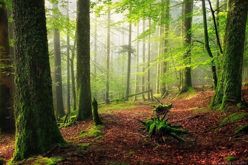 Красота дикого французского леса в фотографиях Florent Courty