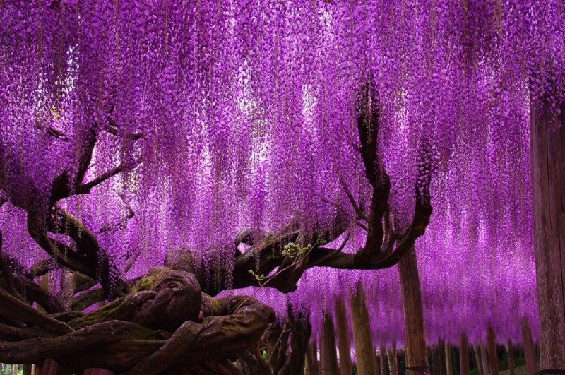 Крупнейшая 144-летняя глициния в национальном парке Асикага, Япония