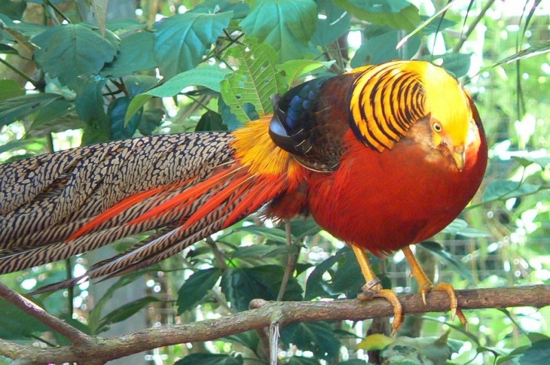 Золотой фазан: яркая и красочная птица из Китая 2