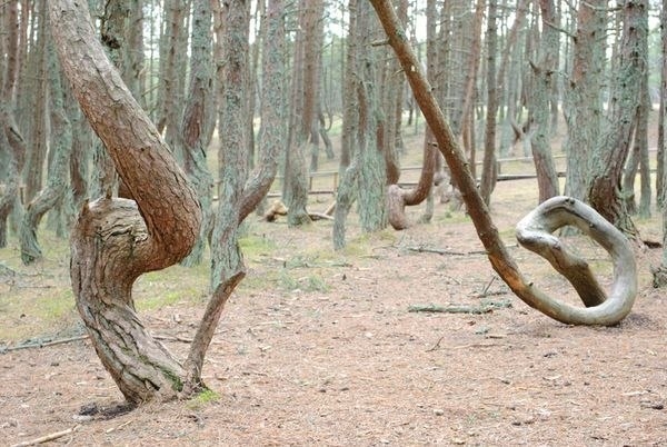 Танцующий лес в Калининградской области Танцующий лес в Калининградской области