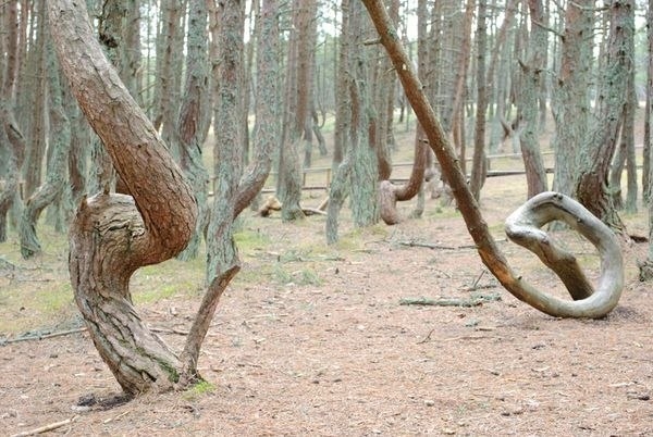 Танцующий лес в Калининградской области