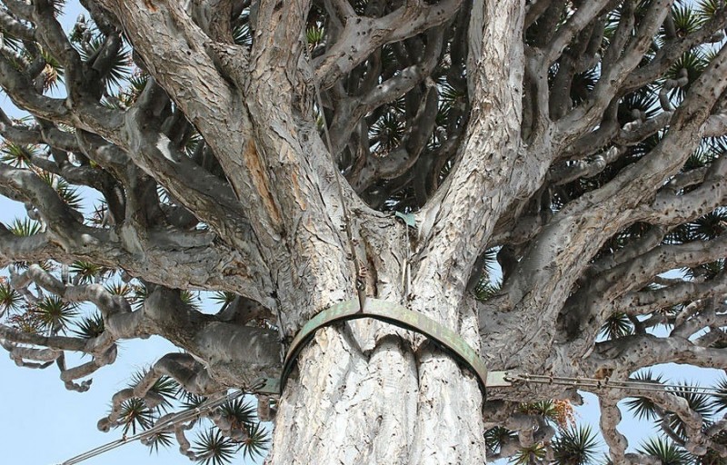 Драконовое дерево Тенерифе: древнейшее дерево Канар