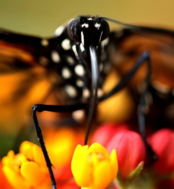 Миграция бабочки Монарха