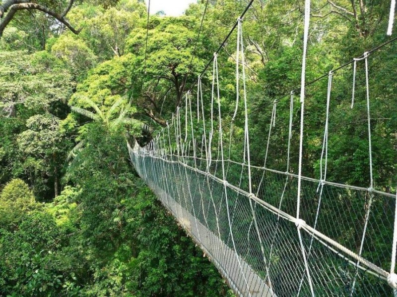 Taman Negara National Park, Малайзия.