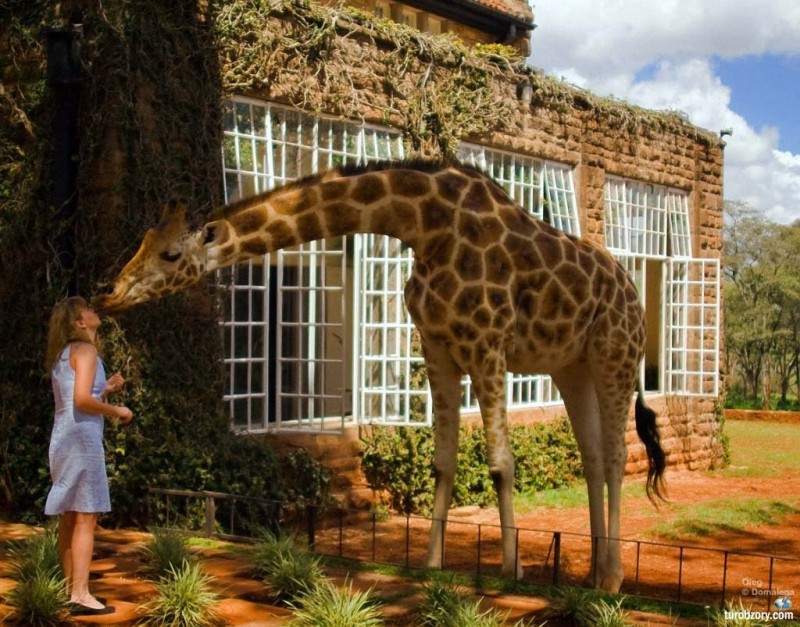 Отель Giraffe Manor Boutique