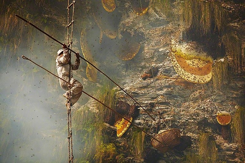 Древние традиции сбора дикого мёда в Непале