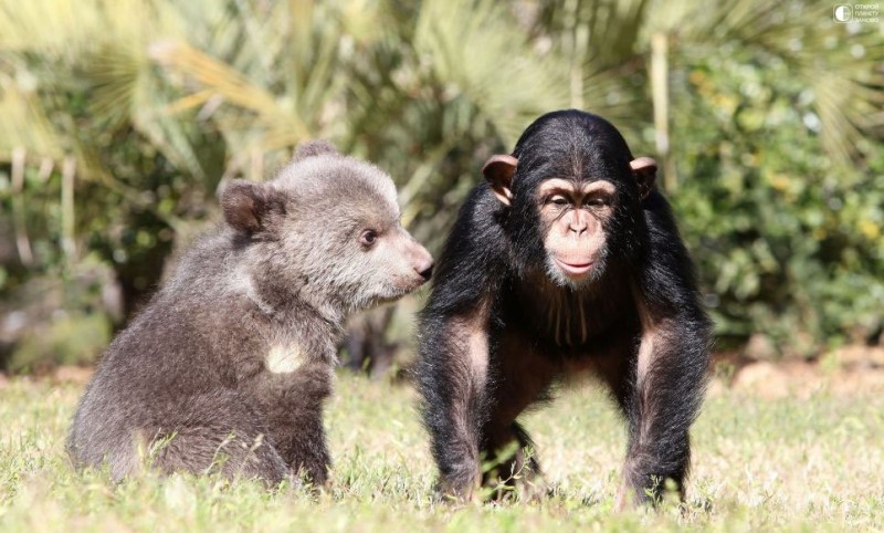 Дружба медвежонка и шимпанзе в зоопарке Myrtle Beach Safari park Дружба медвежонка и шимпанзе в зоопарке Myrtle Beach Safari park