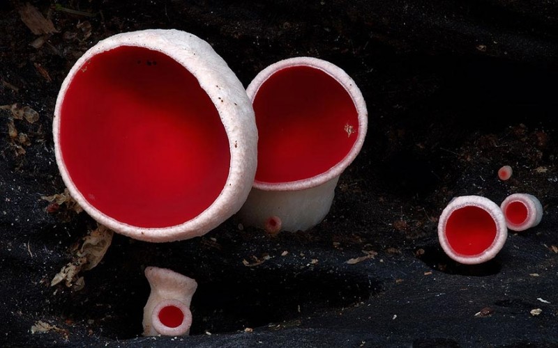 Волшебный мир австралийских грибов